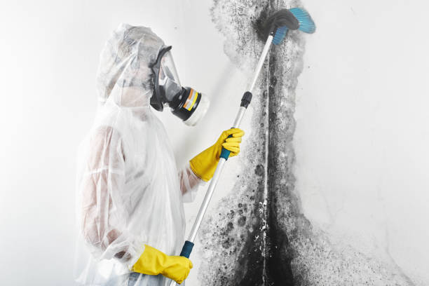 Mold Documentation for Insurance Claims in Cokato, MN