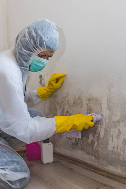 Best Asbestos and Lead Testing During Mold Inspection  in Cokato, MN